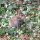 Young rabbit in ivy