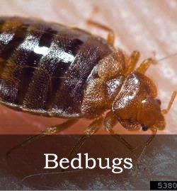 Bedbug removal
