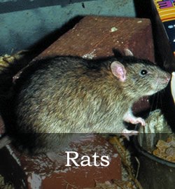 Rat control