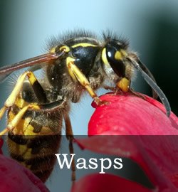 Wasp removal