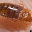 Adult bedbug feeding