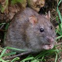 Brown rat