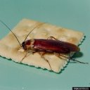 American roach