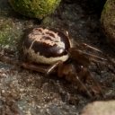 The False Widow Spider