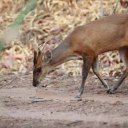 Muntjac deer removal