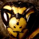 Wasp control suffolk