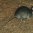 Rattus rattus