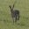Brown Hare