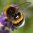 Bombus terrestris