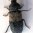 Larder beetle