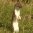 Stoat