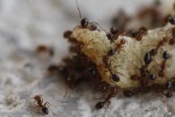 Ants feeding