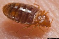 Adult bedbug feeding