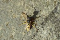 Bee killer wasp
