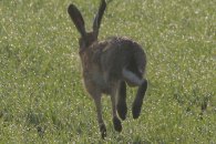 Brown Hare