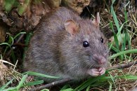 Brown rat