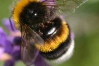 Bombus terrestris