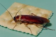 American roach