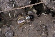 Digger bee (Anthophora hispanica)