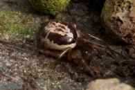 The False Widow Spider