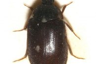 Fur beetle