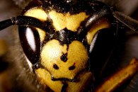 Vespula germainca (courtesy of Entomart) 