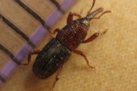 Grain Weevil