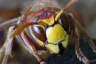 Vespa crabro