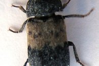 Larder beetle