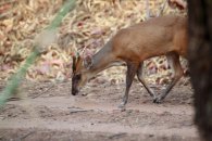 Muntjac deer removal