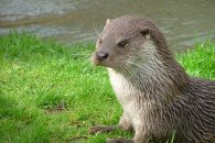 Otter