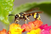 Potter wasp feeding on nectar 