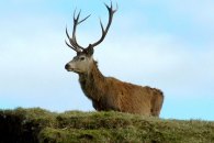 Red Stag or Hart in Scotland (courtesy of Guinnog)