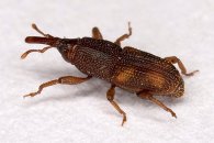 Rice weevil