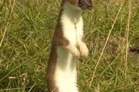 Stoat