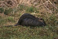 Coypu or is it a Super Rat?