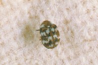 The Varied Carpet Beetle