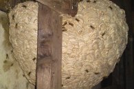 An excellent example of a wasp nest