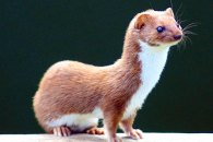 Weasel - Mustela nivalis