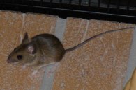 Yellwo necked mouse (courtesy of SuperSteffen)
